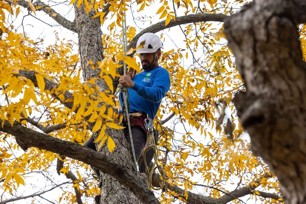 Skilled Tree Pruning crew working in Gwynedd