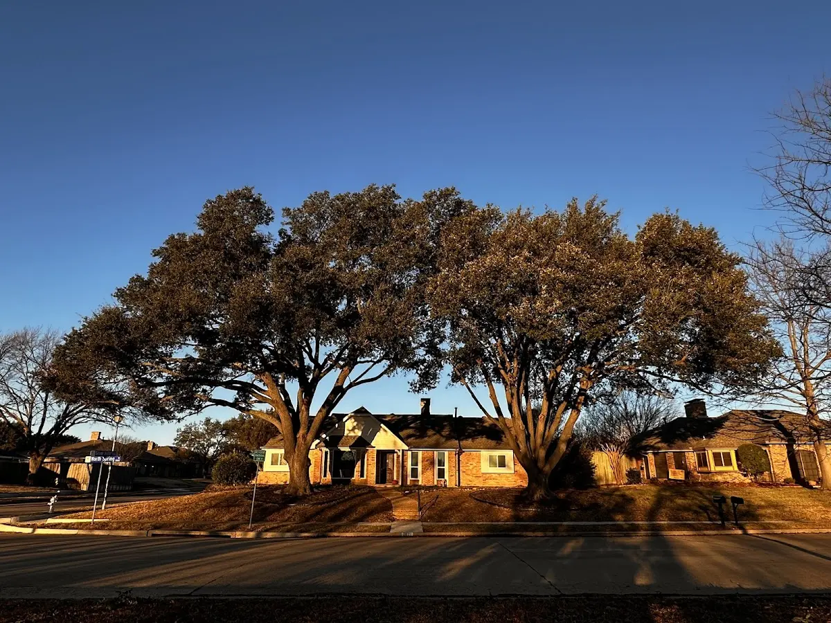 Established residential canopy tree shading a home in Gwynedd
